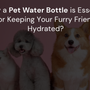 Why a Pet Water Bottle is Essential for Keeping Your Furry Friend Hydrated?